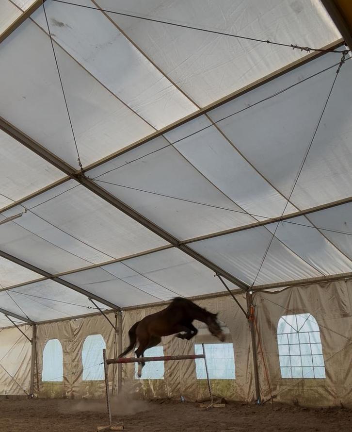 Te koop ULANA B, Dieren en Toebehoren, Paarden, Merrie, ZZ, 165 tot 170 cm, 3 tot 6 jaar, Springpaard, Met stamboom, Gechipt, Ontwormd