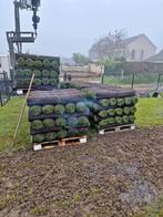 création de jardin pelouse en gazon, Ophalen, Nieuw, 20 m² of meer, Gras
