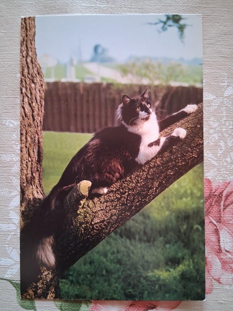 Postkaart poes, Collections, Cartes postales | Animaux, Enlèvement ou Envoi