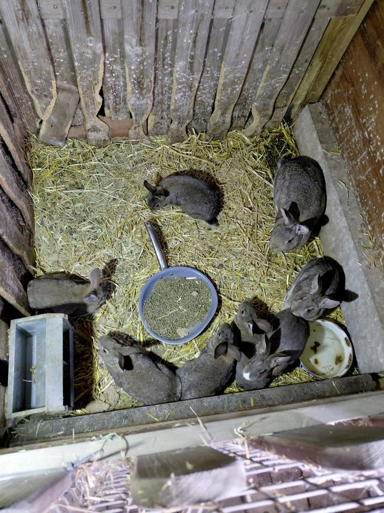 Konijnen jongen, Dieren en Toebehoren, Konijnen