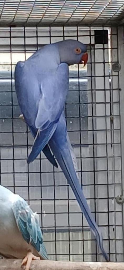 Violet opaline split bleekstaart pop 2024, Dieren en Toebehoren, Vogels | Parkieten en Papegaaien, Geringd