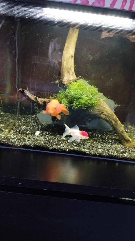 Belle racine de bois sur pierre avec plante