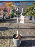 Vijgenboom Ficus Carica, Tuin en Terras, Planten | Fruitbomen, Ophalen, Vijgenboom