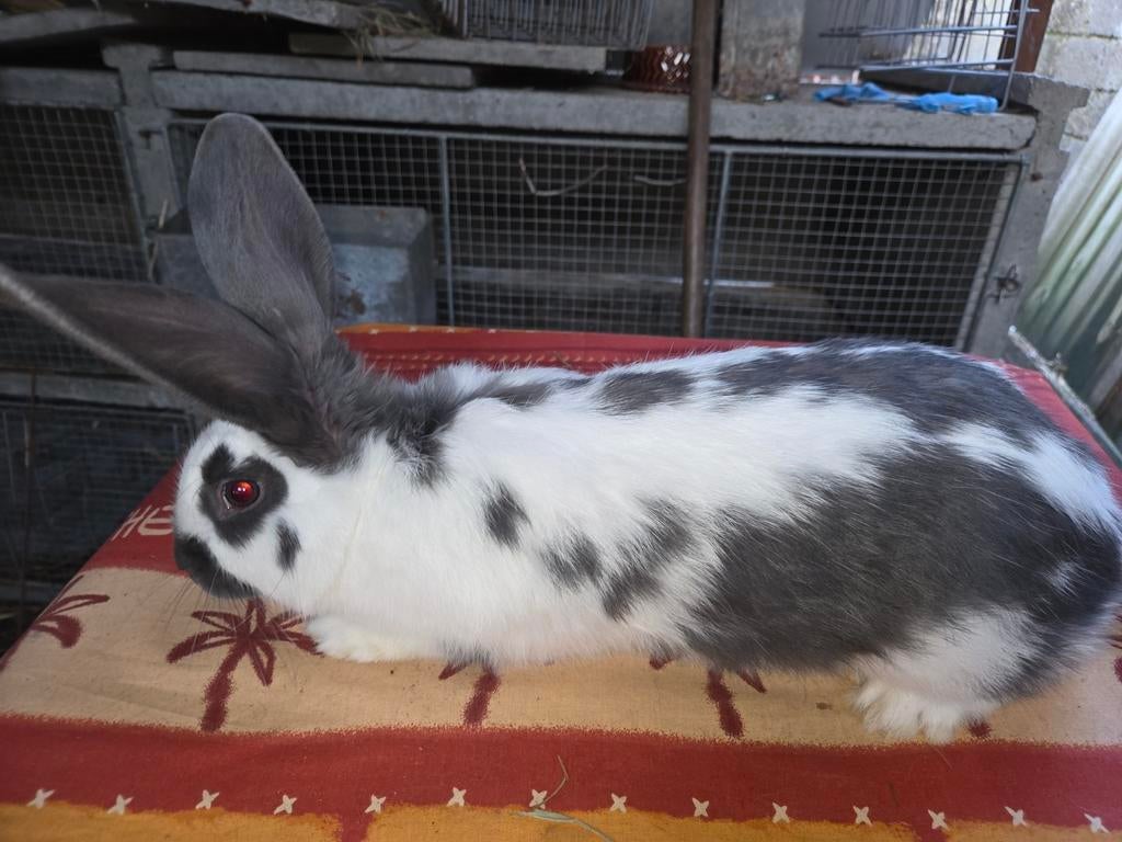 Plusieurs lapins région Mons, Mannelijk