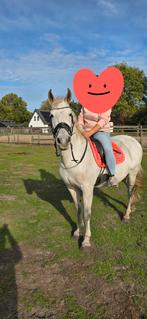 Zeer lieve merrie van ongeveer 1.55, Jument