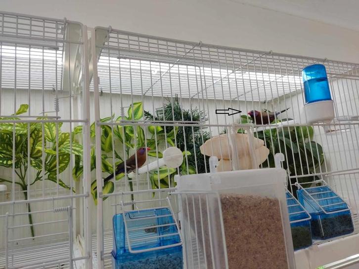 Granaat Astrilde, Animaux & Accessoires, Oiseaux | Oiseaux Autre, Oiseau tropical, Mâle, Bagué