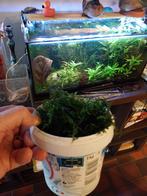 Java Mos 1 liter pot vol, Dieren en Toebehoren, Ophalen, Nieuw, Plant(en), Steen of Hout