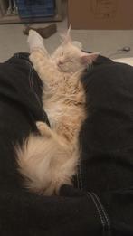 Maine Coon Creme smoke katertje met stamboom beschikbaar, Chat, Avec pedigree, 0 à 2 ans