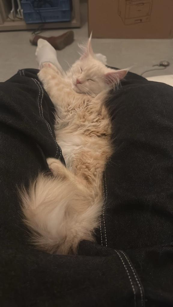 Maine Coon Creme smoke katertje met stamboom beschikbaar, Dieren en Toebehoren, Katten en Kittens | Raskatten | Langhaar, Kater