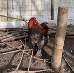 Brahma hanen, Dieren en Toebehoren, Pluimvee, Mannelijk, Kip