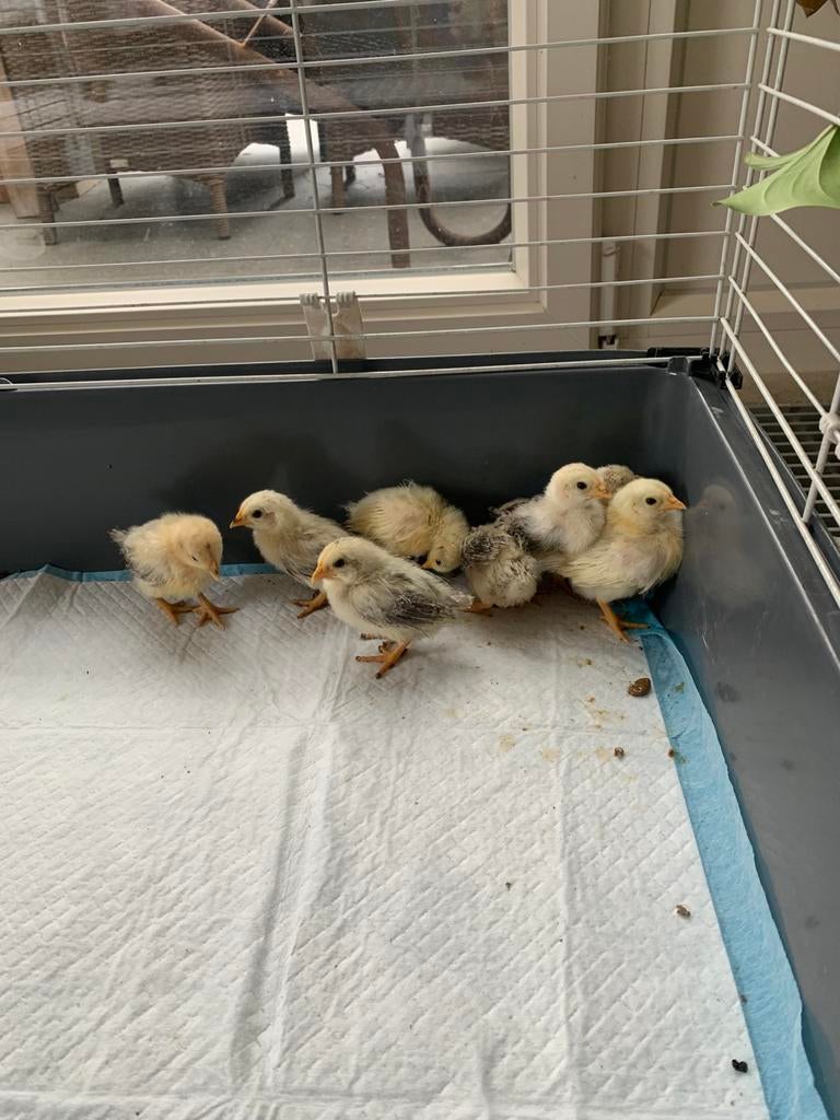 Poussins en plumes de soie de race pure Serama 18 x, Sexe inconnu, Poule ou poulet