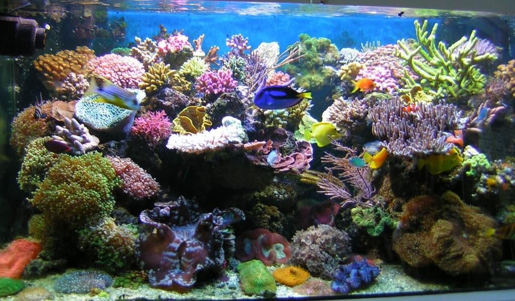 Pierres vivantes pour aquarium marin (200KG), Animaux & Accessoires, Enlèvement, Sera