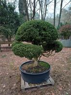 zeeer oude buxus, Tuin en Terras, Ophalen