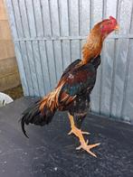 Japanse shamo haan van 2025, Dieren en Toebehoren