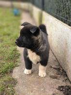 Belgische akita pups!, Parvo, België, Overige rassen, 8 tot 15 weken