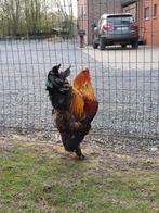 Brahma hanen, Mannelijk, Kip