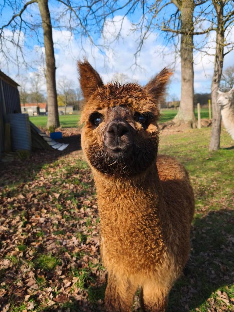 Alpaca hengstje te koop, Juli, Mannelijk