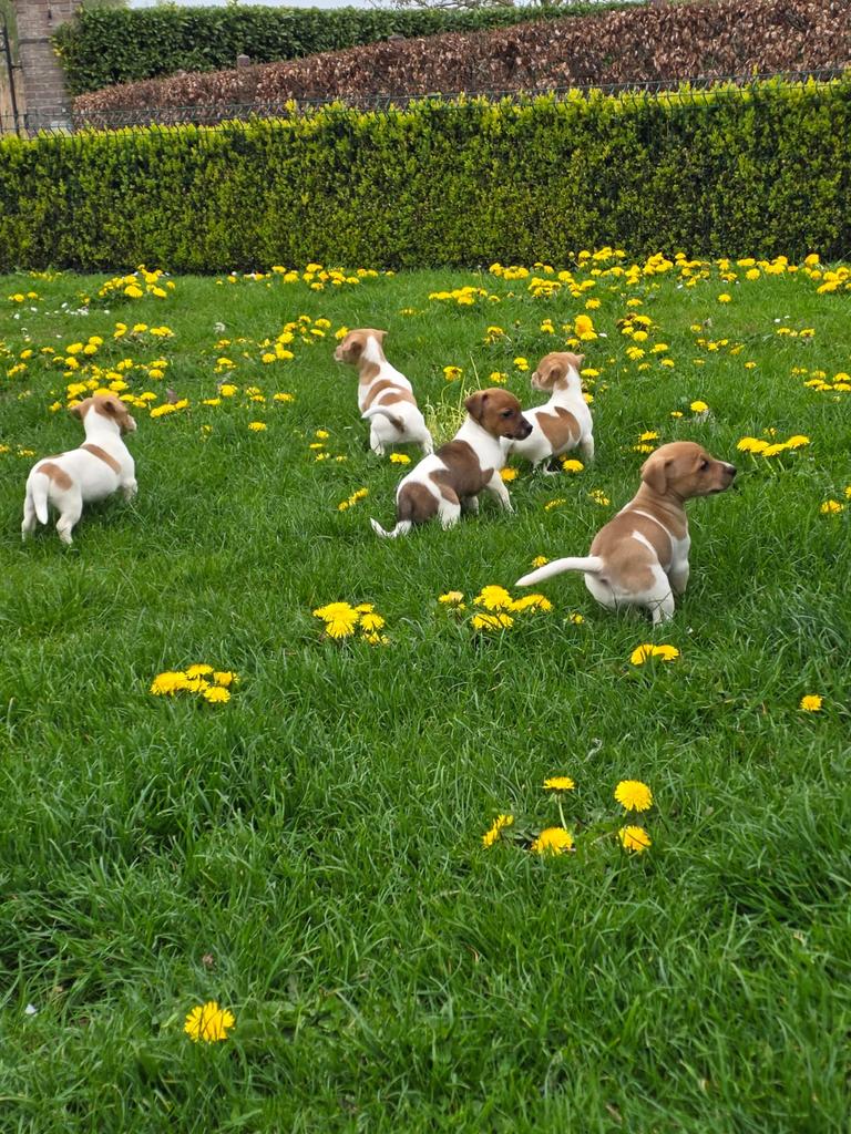 Beaux chiots Jack Russel 695, Plusieurs, Jack Russel Terrier, Hépatite contagieuse (maladie de Rubarth), Belgique