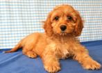 Prachtige Cavapoo pups!, Dieren en Toebehoren, Honden | Niet-rashonden, 15 weken tot 1 jaar, Reu, Buitenland, Parvo