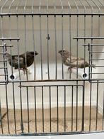 Bruin gepareld koppel meeuwen, Dieren en Toebehoren