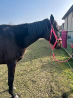 Merrie - 13 jaar, Dieren en Toebehoren, Merrie, Met stamboom, Zadelmak, 11 jaar of ouder