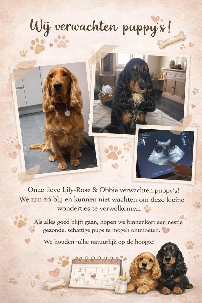 Wachtlijstje engelse cocker spaniels, Dieren en Toebehoren, België, Fokker | Hobbymatig, 8 tot 15 weken, Teef