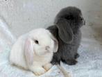 Super mooi koppeltje lieve handtamme Minilop konijntjes, Dieren en Toebehoren, Konijnen, Meerdere dieren, Klein, Hangoor, 0 tot 2 jaar