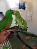 Tam, Animaux & Accessoires, Oiseaux | Perruches & Perroquets, Perroquet