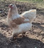 Brahma hennen, Dieren en Toebehoren, Pluimvee, Vrouwelijk, Kip