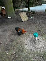 Coq gratuit : mélange cochin, bantam et wyandotte, Mâle, Poule ou poulet