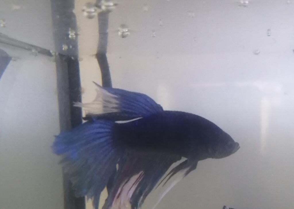 Betta