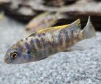 Labeotropheus trewavasae ob malawi cichliden, Dieren en Toebehoren, Vis, Zoetwatervis