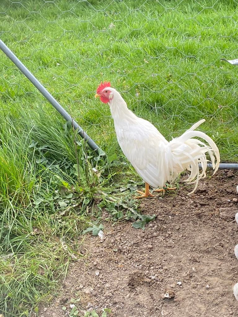 Jeune coq blanc Onagadori, Animaux & Accessoires, Mâle, Poule ou poulet