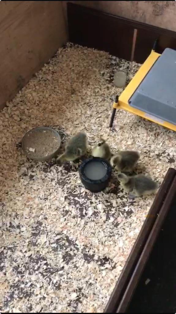 Warmteplaat voor 50 kuikens vanallerhande pluimvee Brinsea, Animaux & Accessoires, Volatiles | Accessoires, Enlèvement, Comme neuf