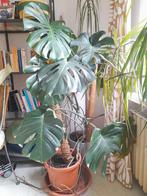 Grote monstera plant, incl pot, Huis en Inrichting, Kamerplanten, Ophalen