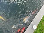 10 Koi’s te koop: ongeveer 35/40cm lang, Carpe ou Koï