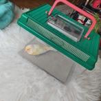 JE RECHERCHE SUR BRUXELLES ; canari mâle gloster, Mâle