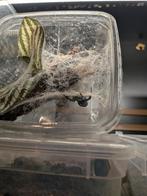 Eresus waelckenari (ladybird spider)