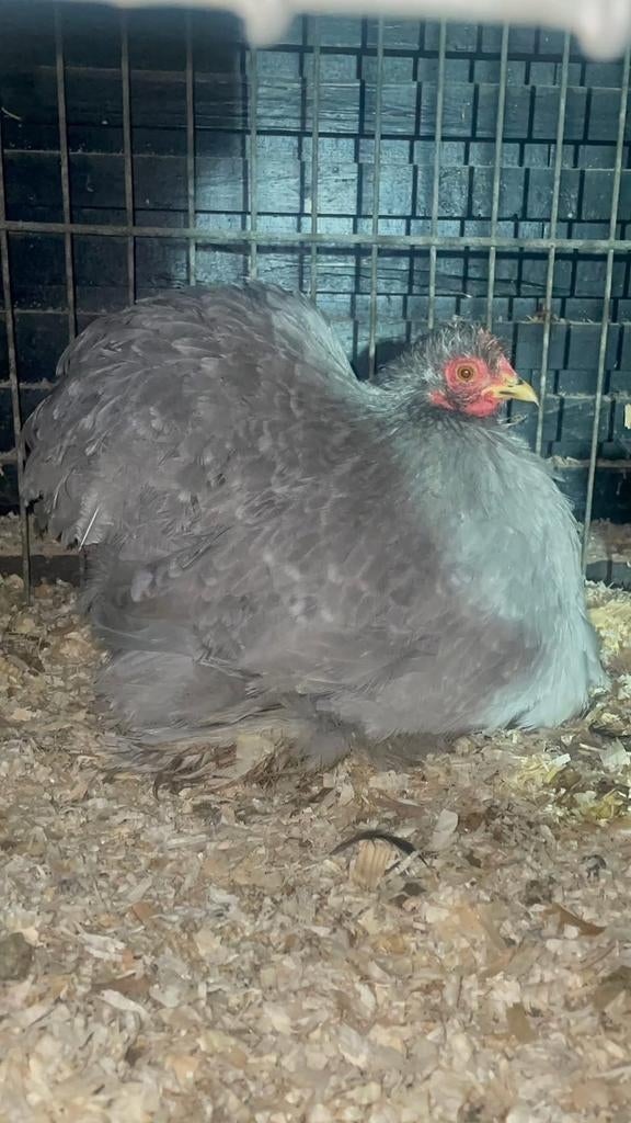 Broedeieren cochinkriel zwart- en parelgrijs witgepareld, Dieren en Toebehoren, Geslacht onbekend, Kip