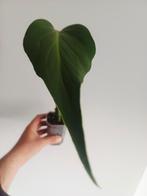 Monstera Burle Marx Flame, Autres espèces, En pot, Enlèvement ou Envoi, Moins de 100 cm