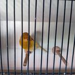 Gloster man 2023, gladkop, Dieren en Toebehoren, Vogels | Kanaries