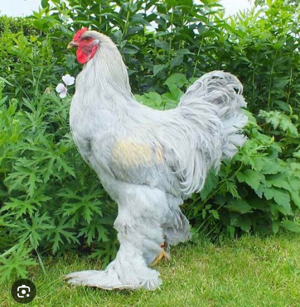 Brahma haan meerdere kleurslagen, Mannelijk, Kip