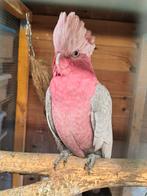 Rosé kaketoe, Dieren en Toebehoren, Mannelijk, Papegaai, Geringd