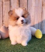 Chiot de Poméranie/Chiot de Poméranie/petit loulou, Loulou, Plusieurs, Hépatite contagieuse (maladie de Rubarth), Belgique