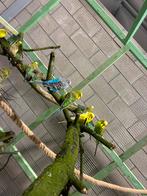 Grasparkieten, Dieren en Toebehoren, Vogels | Overige Vogels