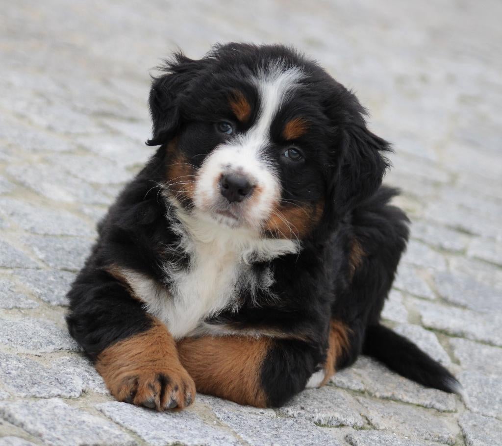 Berner Sennen pups, Dieren en Toebehoren, Honden | Bulldogs, Pinschers en Molossers, Meerdere dieren, Sennenhond, Fokker | Professioneel