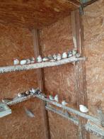 Zebravinkjes, Dieren en Toebehoren