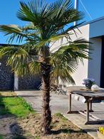 Palmboom, Tuin en Terras, Planten | Bomen, Ophalen, Palmboom