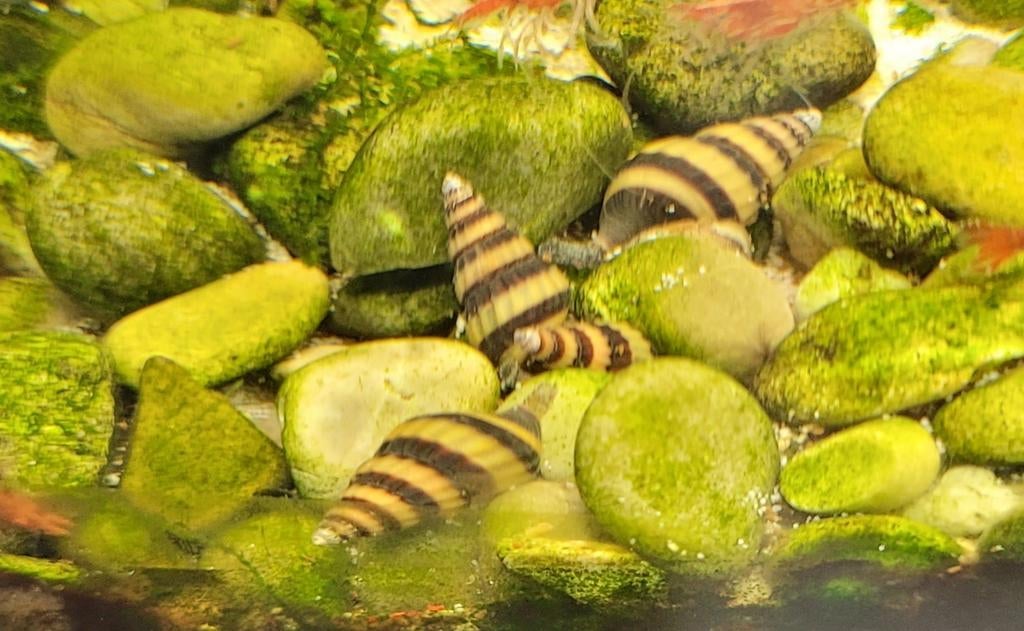 Helena slakken - zowel kleine als grote