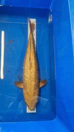 Handtamme ginrin chagoi, Dieren en Toebehoren